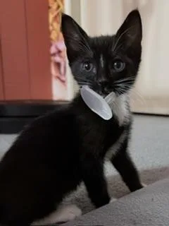 Binky