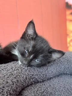 Binky thumbnail 3