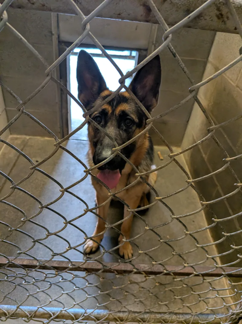 Penny