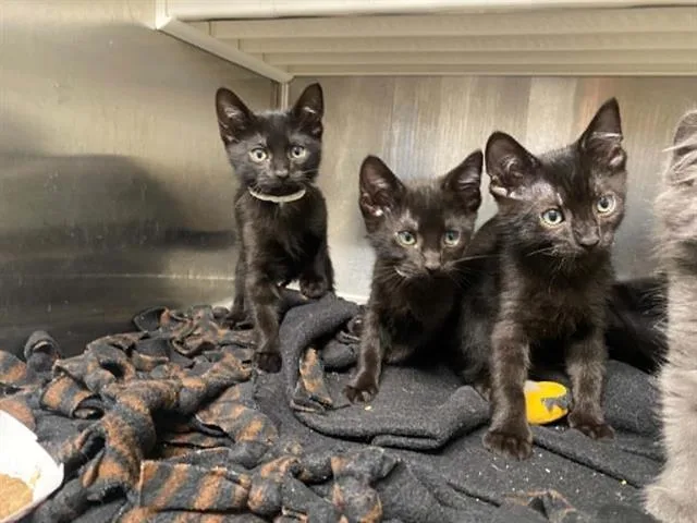 A baby small-sized male Domestic Short Hair cat named Marina for adoption in Tustin, CA