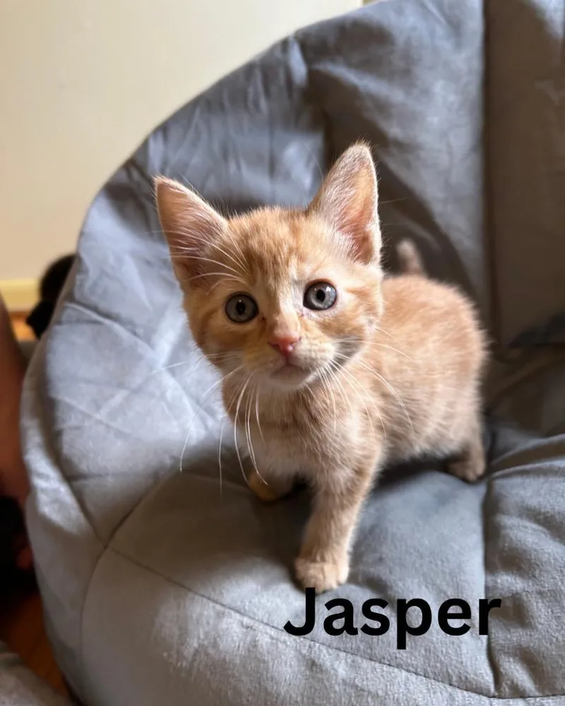 A baby small-sized male Domestic Short Hair cat named Jasper for adoption in Leonardtown, MD