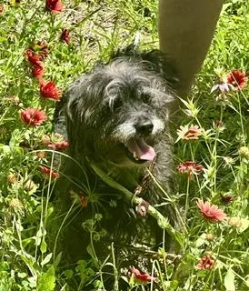 An adult small-sized male Black Cairn Terrier dog named Blackie for adoption in Hempstead, TX
