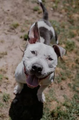An adult large-sized male Mixed Breed dog named Woodstock for adoption in Savannah, GA