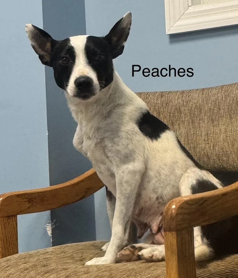 A young small-sized female White / Cream Terrier dog named Peaches for adoption in Ulster, PA