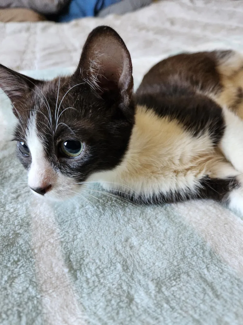 Tinker Bell thumbnail 2