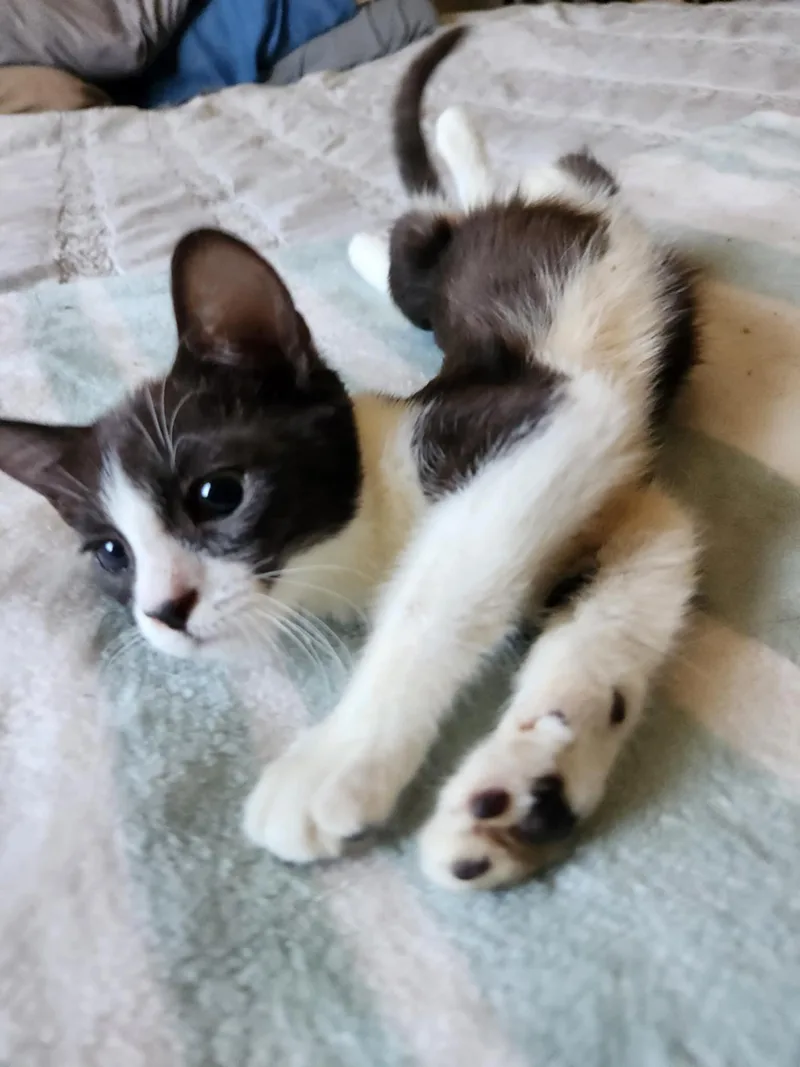 Tinker Bell thumbnail 3