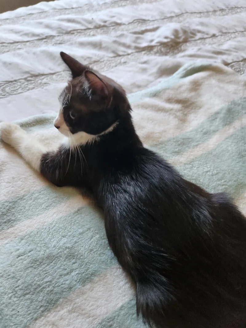 Tinker Bell thumbnail 4