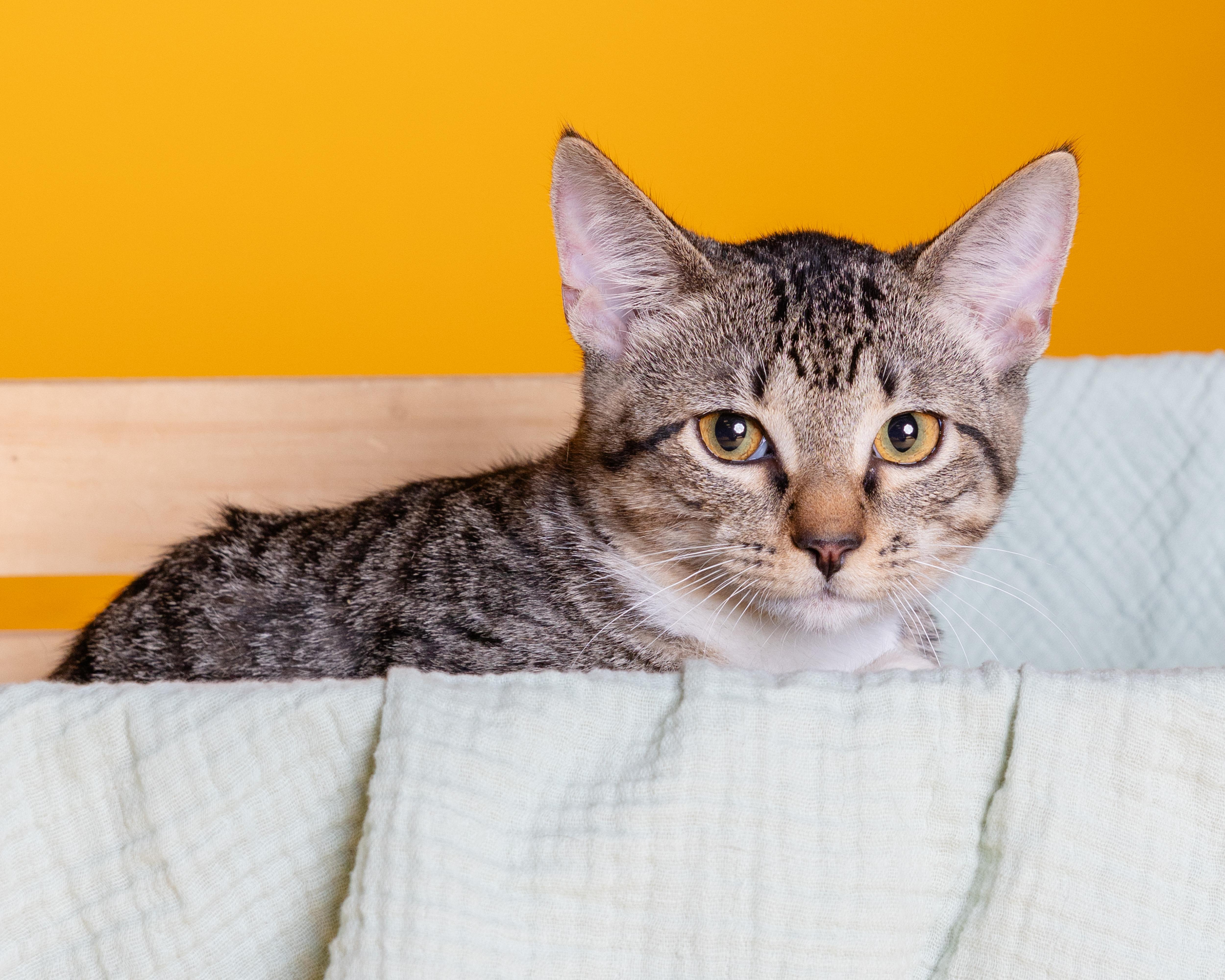 A baby large-sized male Black Tabby cat named Pepper for adoption in Pflugerville, TX