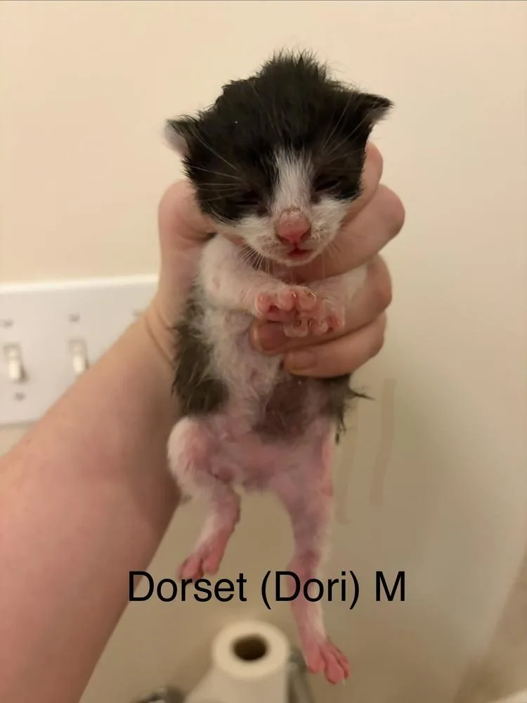 Dorset thumbnail 3