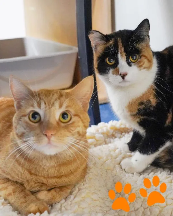 An adult small-sized female Domestic Short Hair cat named Esther for adoption in Novato, CA