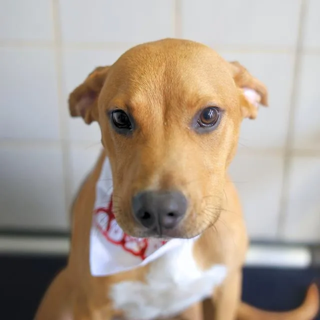An adult medium-sized male Labrador Retriever dog named Chato for adoption in San Antonio, TX