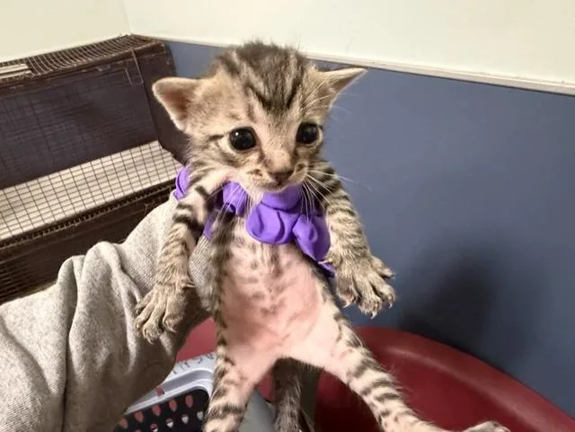 A baby small-sized female Domestic Short Hair cat named Rihanna for adoption in Miami, FL