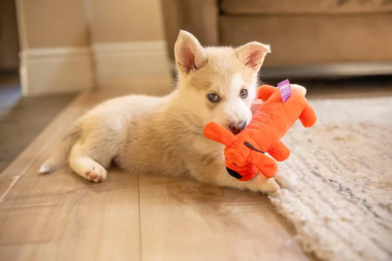 A baby medium-sized female Siberian Husky dog named Peaches for adoption in Penryn, CA