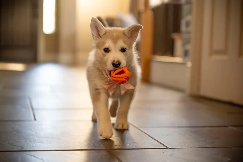 Peaches thumbnail 3