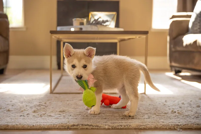 Peaches thumbnail 4