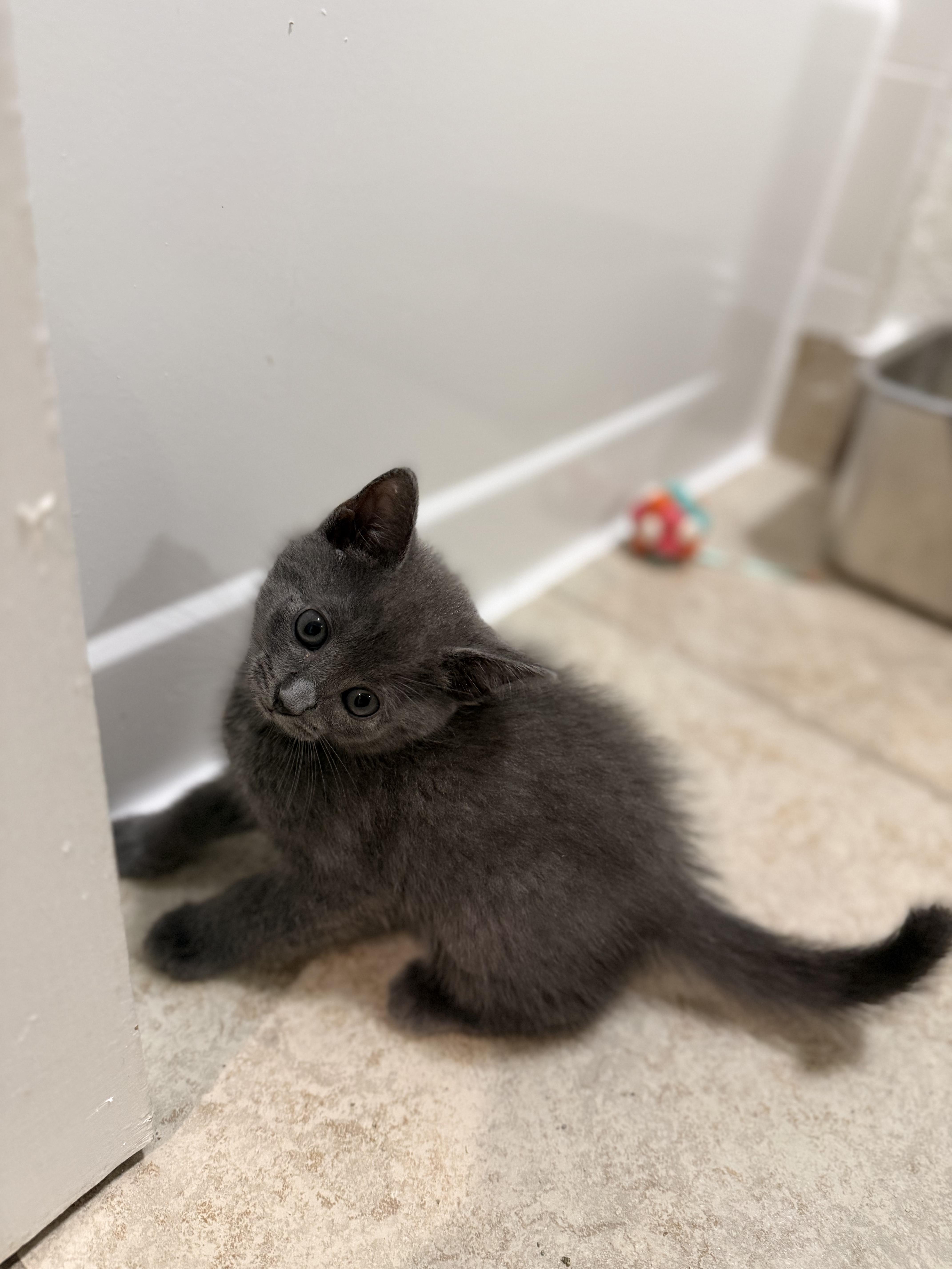 A baby small-sized male Gray / Blue / Silver Domestic Short Hair cat named Smokey for adoption in Coconut Creek, FL