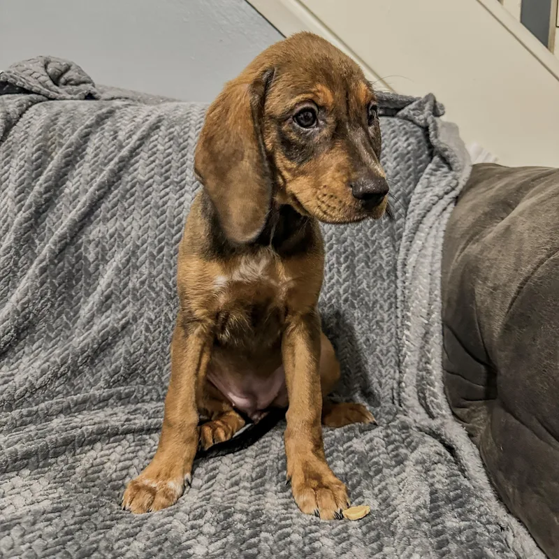 A baby medium-sized female Brown / Chocolate Plott Hound dog named Carly for adoption in Charleston , WV