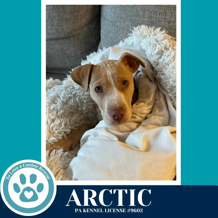 Arctic