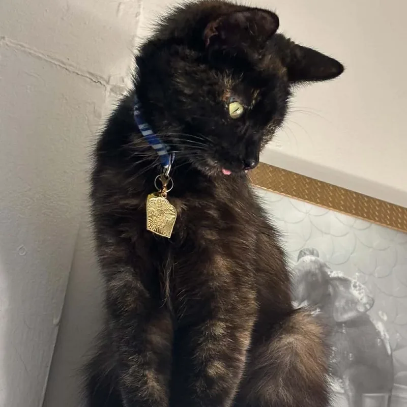 A young medium-sized female American Shorthair cat named Mocha for adoption in Danbury, CT