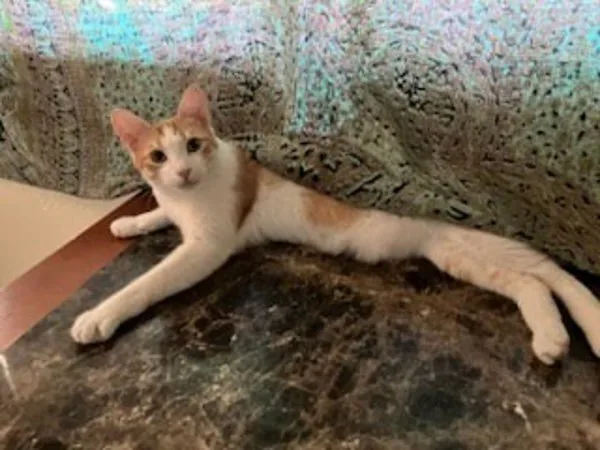 An adult medium-sized male Domestic Short Hair cat named Waffle for adoption in Bonsall, CA