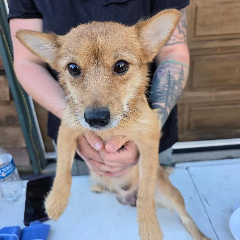 A young small-sized female Yellow / Tan / Blond / Fawn Pomeranian dog named Marnie for adoption in Klamath Falls, OR