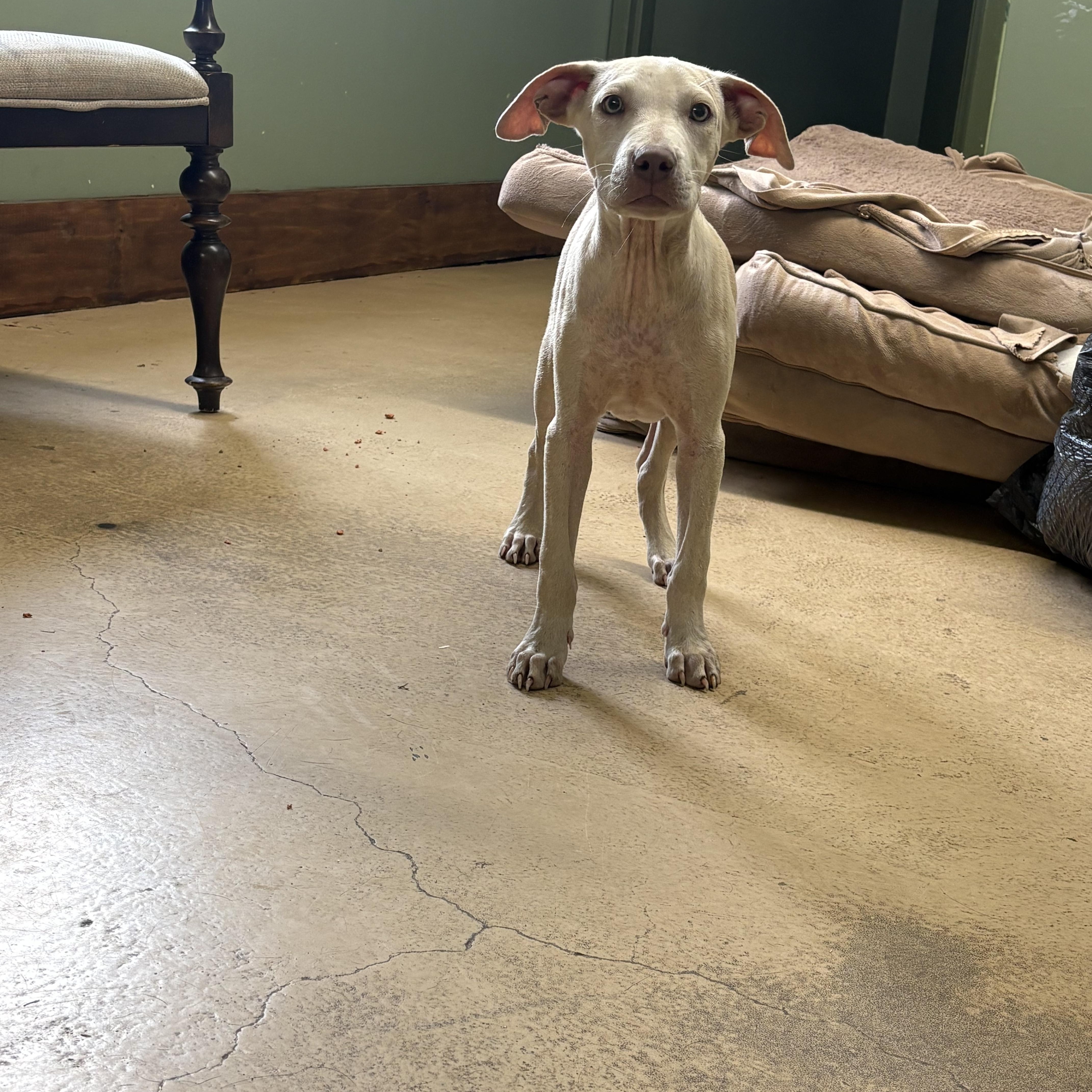 A young medium-sized male Pit Bull Terrier dog named Opie for adoption in Monticello, GA