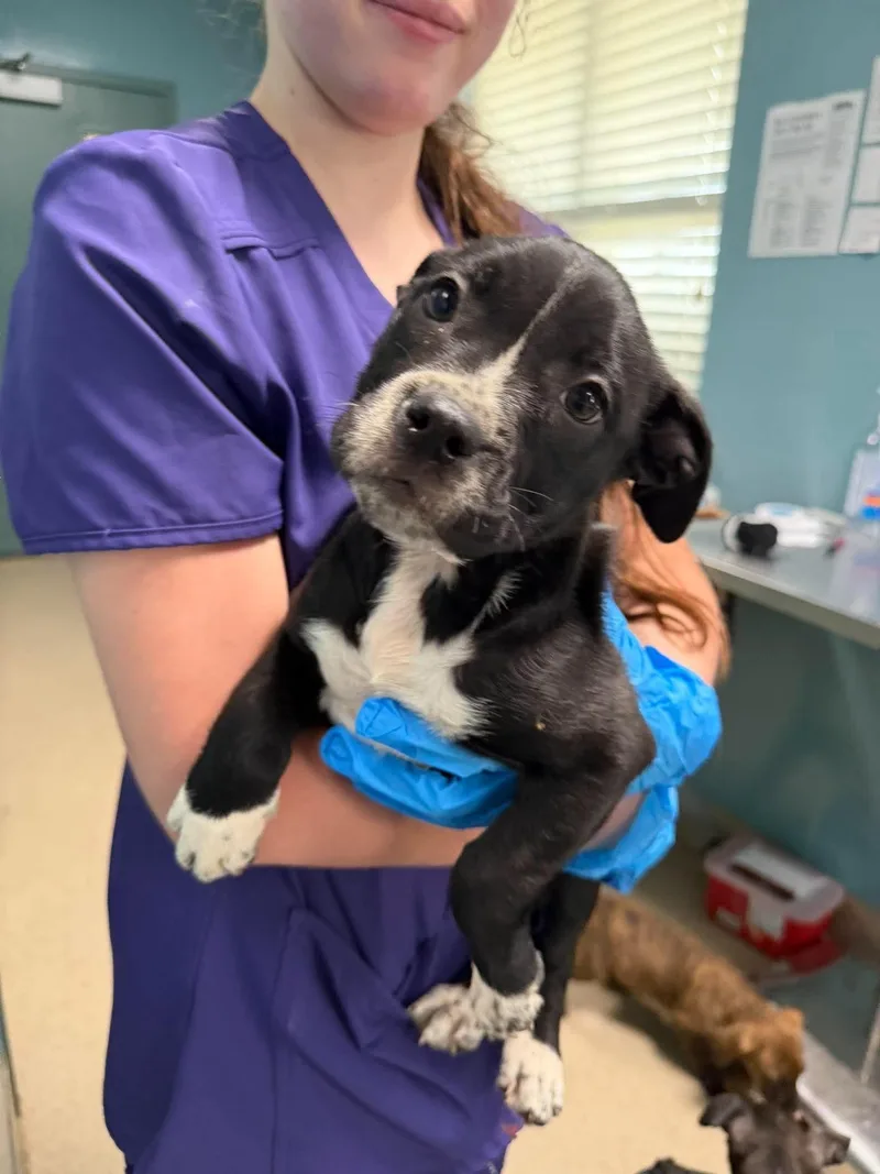 A baby medium-sized female Mixed Breed dog named Annie for adoption in Holbrook, NY