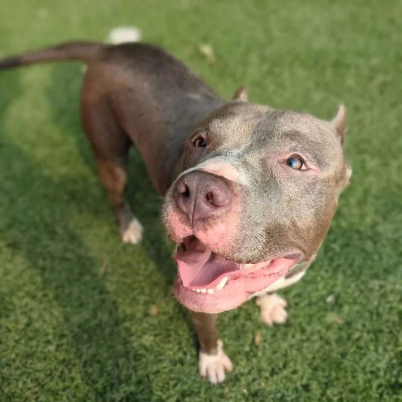 An adult large-sized male Gray / Blue / Silver Pit Bull Terrier dog named Tuff for adoption in Baltimore, MD