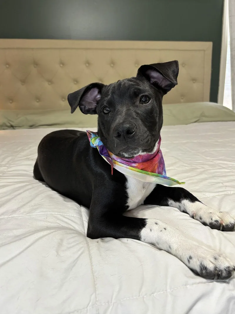 Lieutenant thumbnail 2