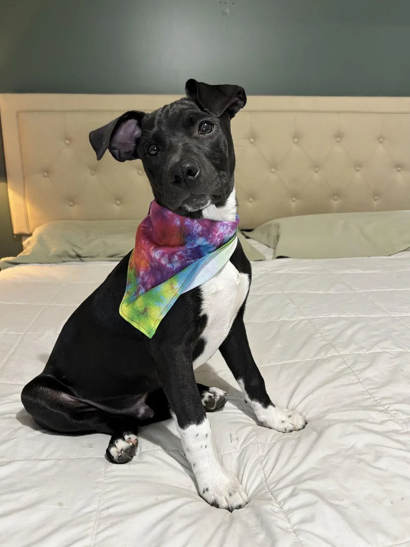 Lieutenant thumbnail 3