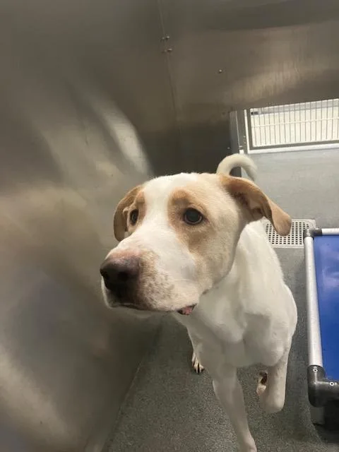 A young large-sized male Labrador Retriever dog named Lucky for adoption in Dallas, TX