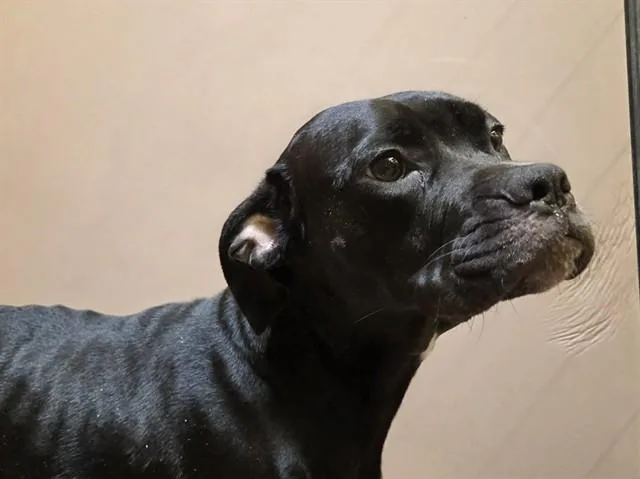 A young medium-sized female Pit Bull Terrier dog named Coco for adoption in Martinez, CA