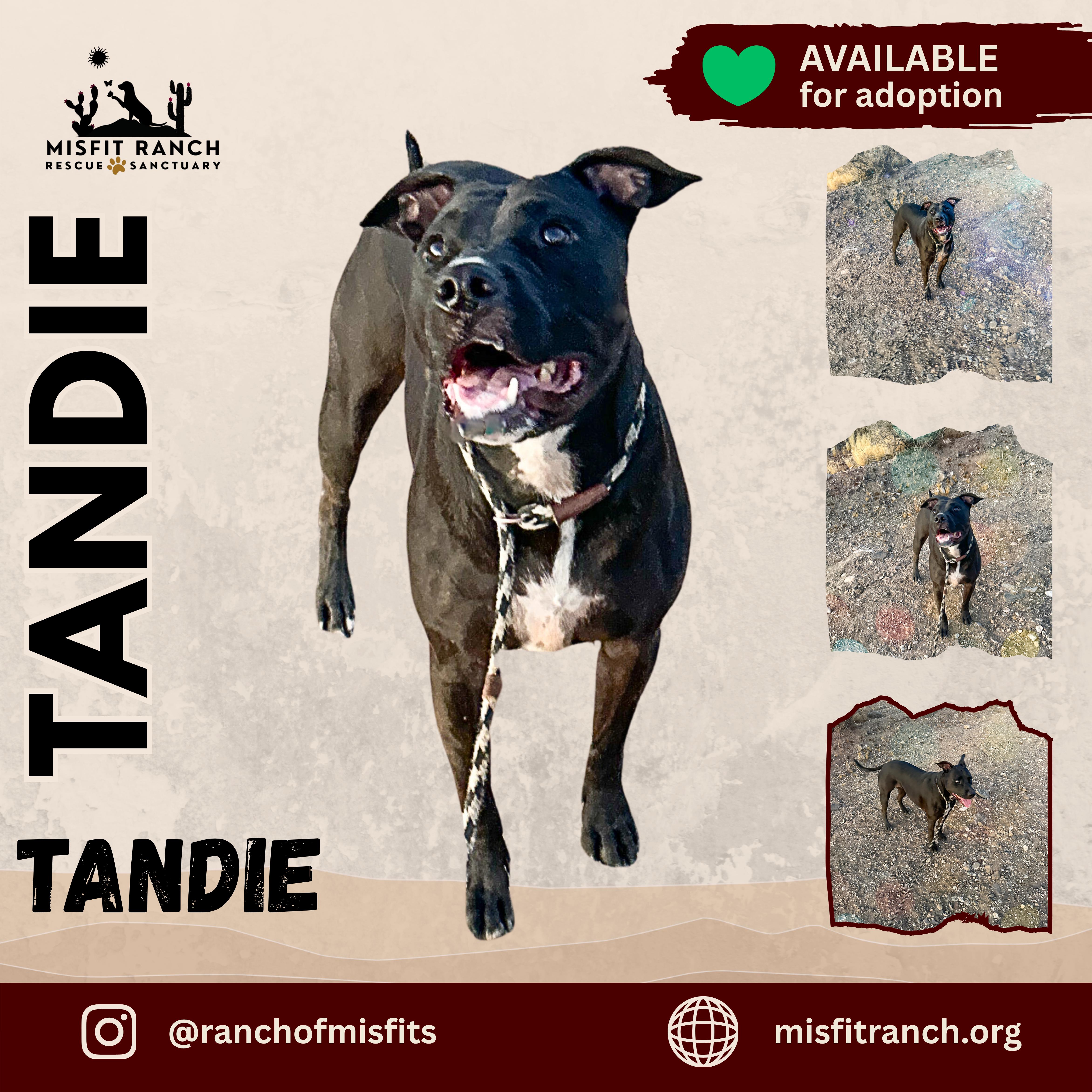 Tandie