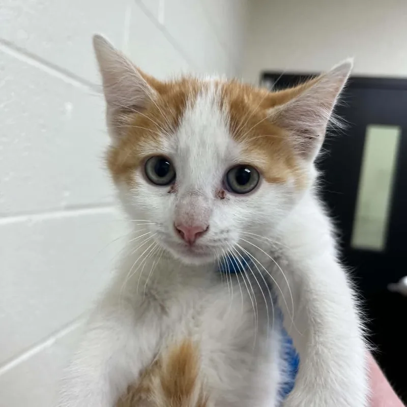 A baby small-sized male White Domestic Short Hair cat named Emu for adoption in Lyndhurst, VA