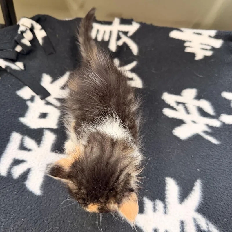 Mochi