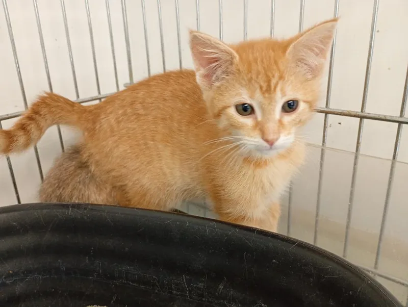 A baby small-sized female Domestic Short Hair cat named Butterscotch for adoption in Saint James, MN