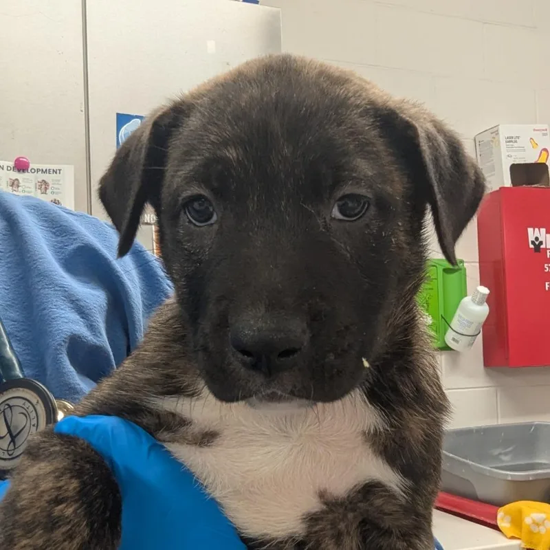 A baby small-sized female Brown / Chocolate Pit Bull Terrier dog named Macaria for adoption in Indianapolis, IN