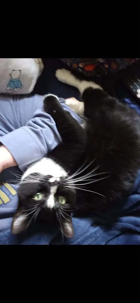 Charlie Girl thumbnail 2