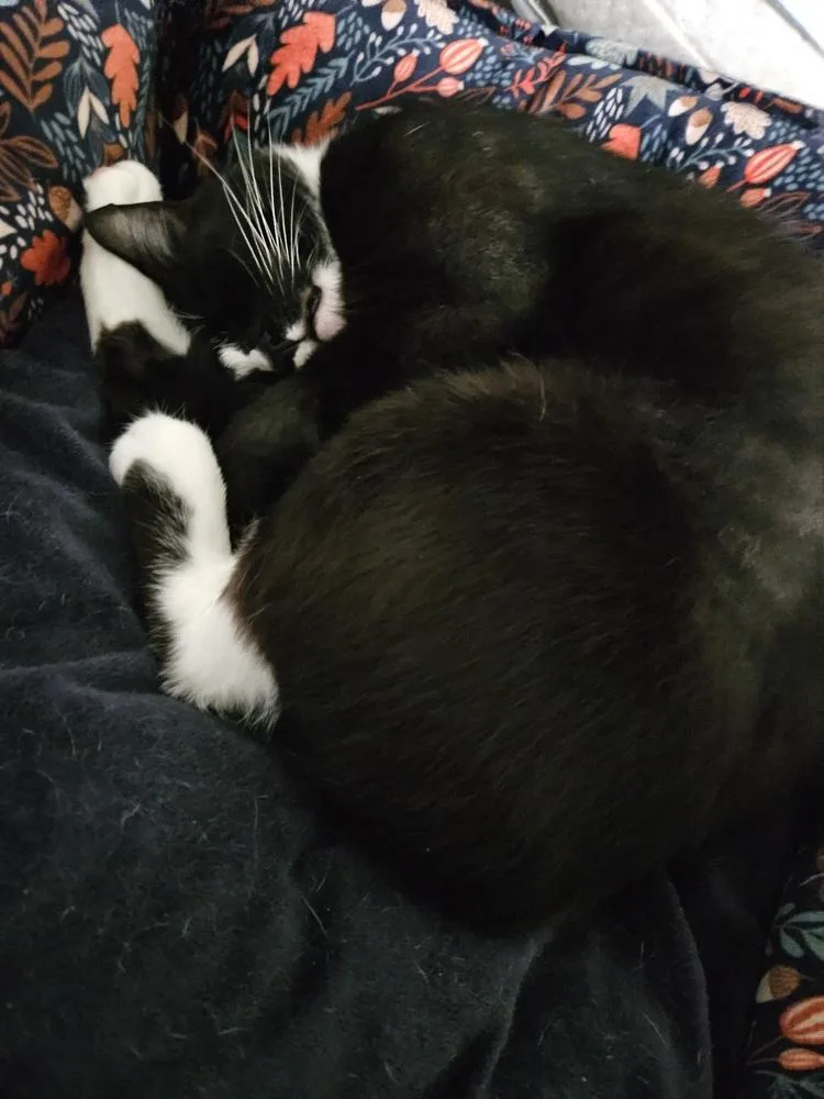 Charlie Girl thumbnail 3