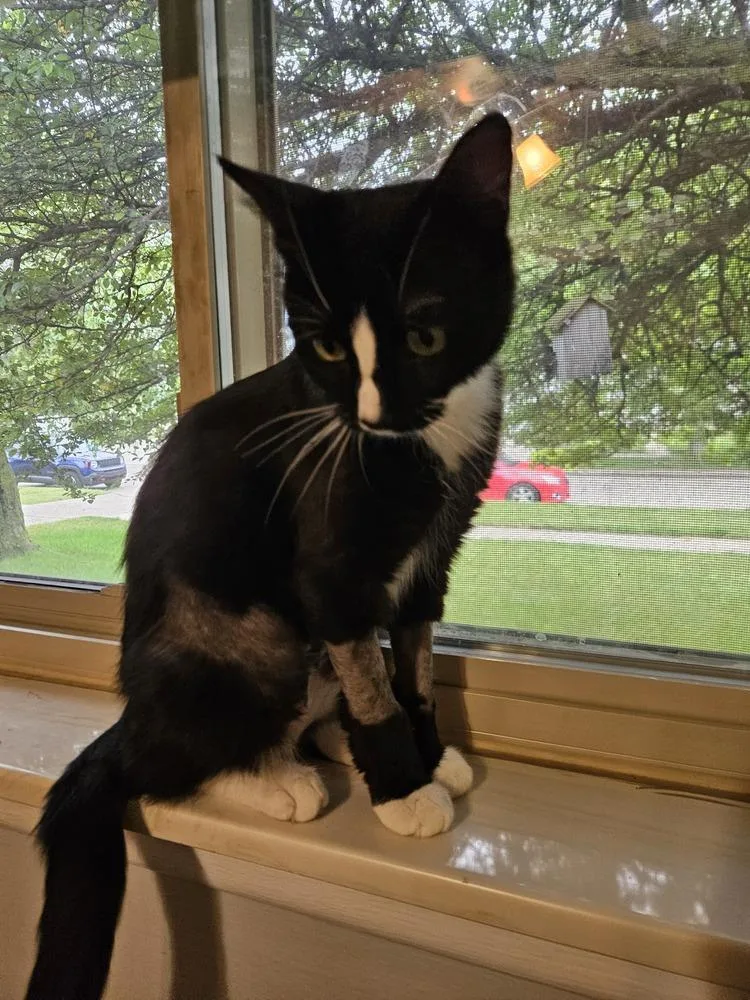 Charlie Girl thumbnail 4