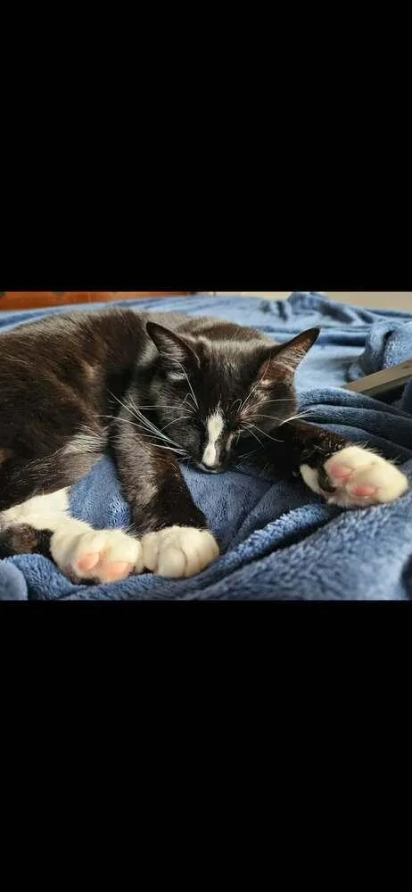 Charlie Girl thumbnail 5