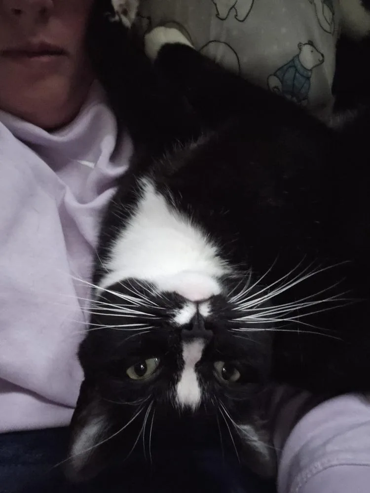 Charlie Girl thumbnail 6