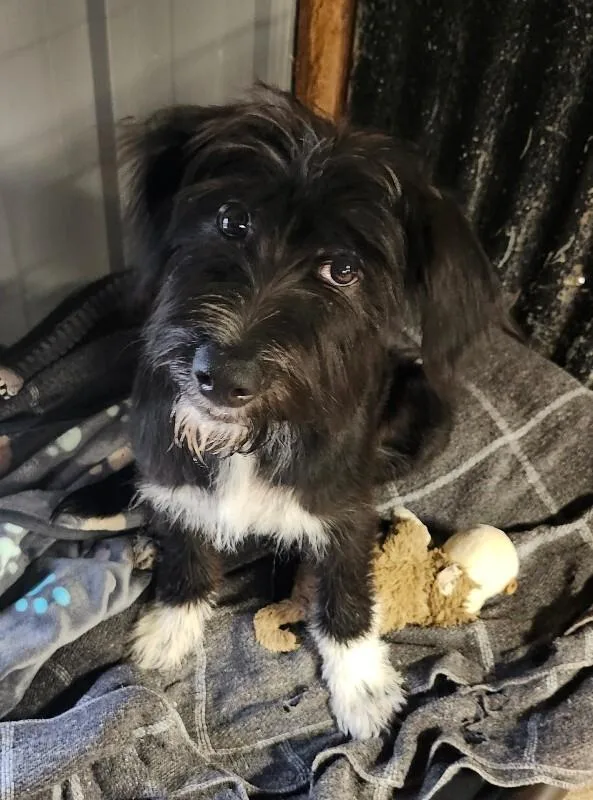 A baby small-sized female Poodle dog named Ginger Ale for adoption in Windsor, CO