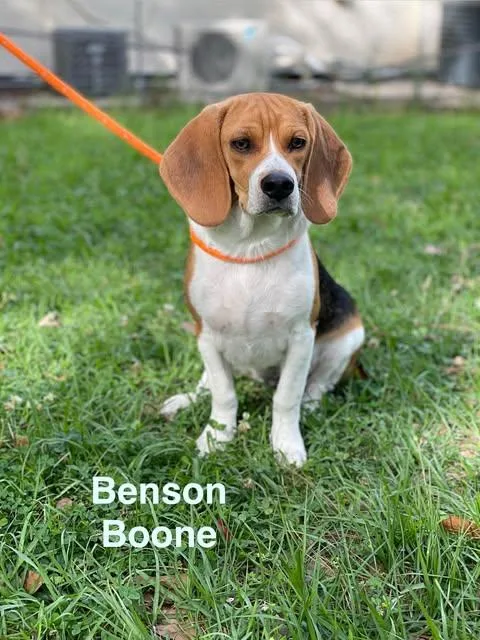 A young medium-sized male Tricolor (Brown, Black, & White) Beagle dog named Benson Boone for adoption in Madisonville, LA