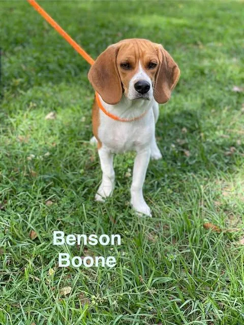 Benson Boone thumbnail 2