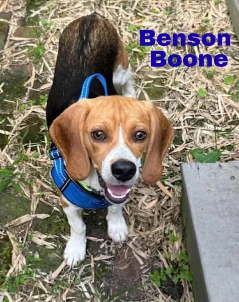 Benson Boone thumbnail 3