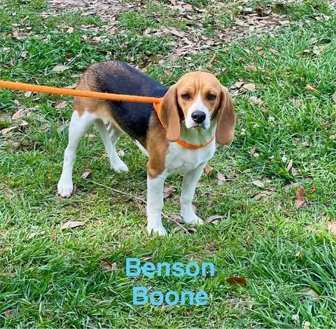 Benson Boone thumbnail 4