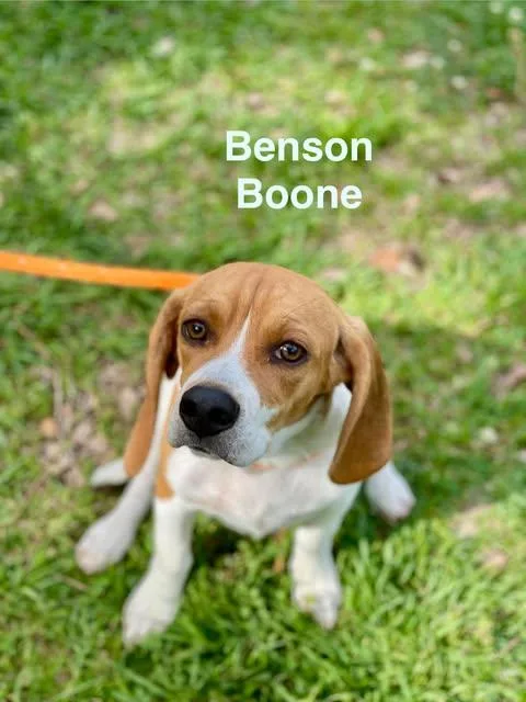 Benson Boone thumbnail 5