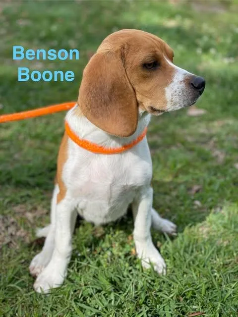 Benson Boone thumbnail 6
