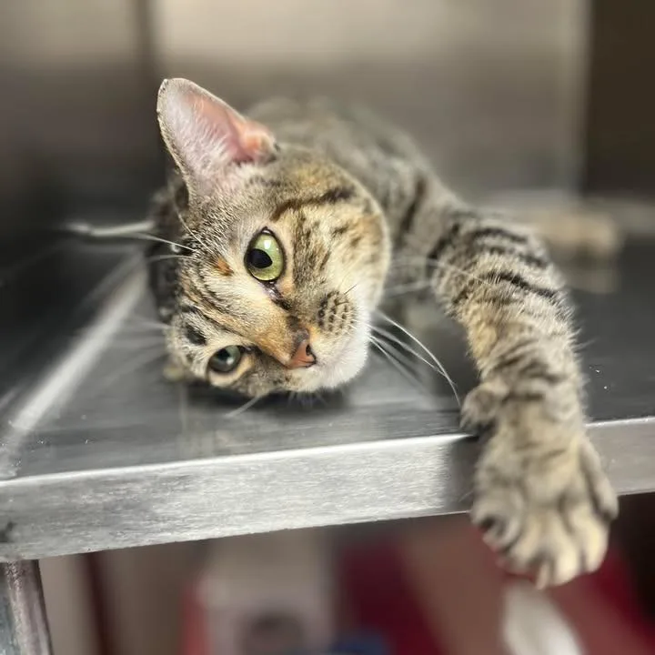 An adult medium-sized female Torbie Domestic Short Hair cat named Kit Kat for adoption in Milan, IL